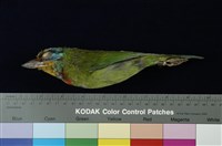 藏品(五色鳥)的圖片